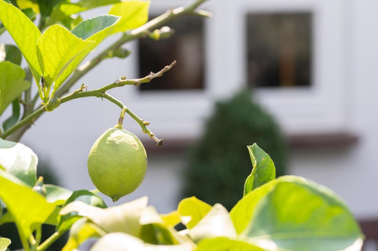 Wein Und Landhaus Kallfels 克罗夫 外观 照片